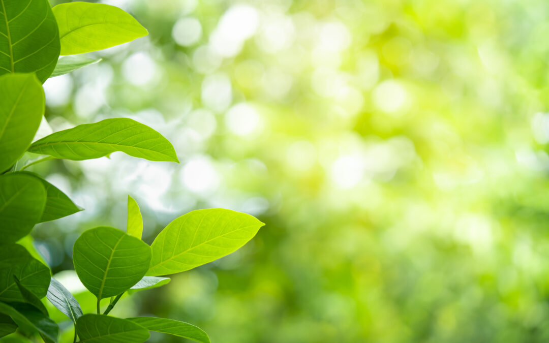 5 bonnes raisons de marcher en famille